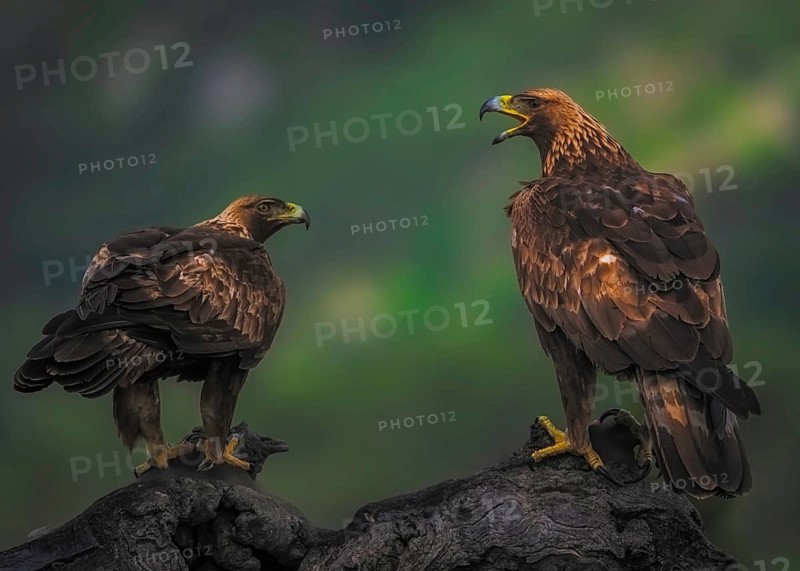 Golden eagle (Aquila Chrysaetos), a pair of golden eagles foraging together in the foothills of the Pyrenees in the province of Lleida, Pyrenees, Spain