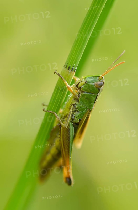 Acrididae, Caelifera, Chorthippus montanus, field locusts, gomphocerinae, grasshoppers, short-feeler, pseudochorthippus montanus, swamp grasshoppers, grasshoppers, grasshoppers, high size, vertical format, insects, water-meadow grasshopper