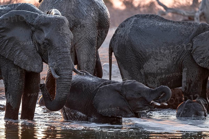 Herd of elephants, African elephant (Loxodonta africana) with young at the waterhole, sunset, Savuti, Chobe National Park, Botswana