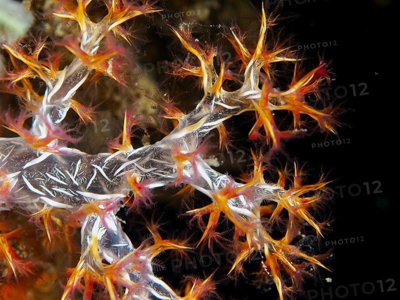 Close-up of a colourful, delicate coral with red and orange branches, orange tree coral (Dendronephthya), underwater, at the Spice Reef dive site, Penyapangan, Bali, Indonesia