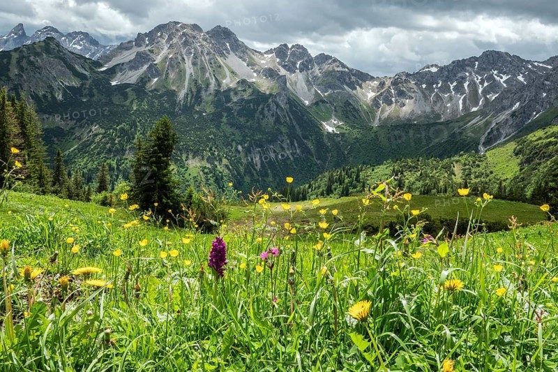 Meadow with wildflowers, Fellhorn, mountains of the Allgäu Alps behind, Oberstdorf, Oberallgäu, Allgäu, Bavaria, Germany