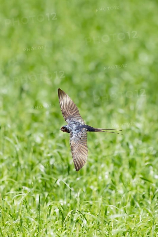 A swallow flies low over a green meadow, wings outstretched in its natural habitat, a barn swallow (Hirundo rustica) in flight over a green meadow, Mecklenburg-Western Pomerania, Rügen, Germany