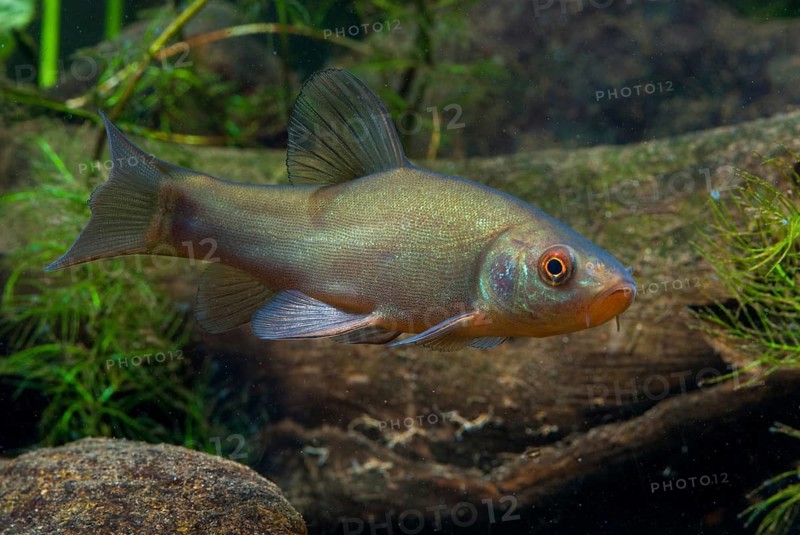Schleie, Tench, Tinca Tinca, Doctor Fish, Fishes, Pisces