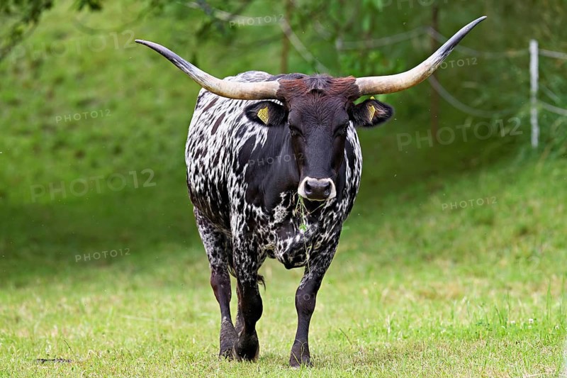 Texas Longhorn cow running in a meadow, Meienberg, Aargau Canton, Switzerland