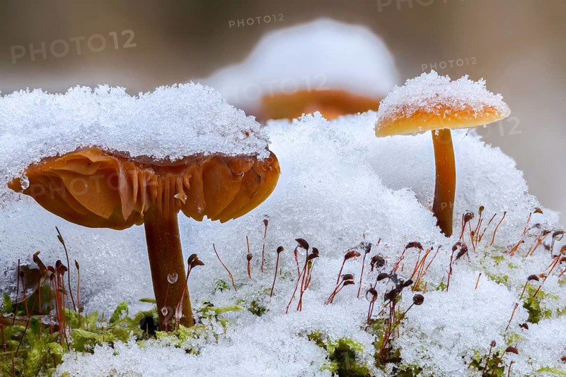 Enoki, Flammulina Velutipes, Common Velvet Foot, Velvet Foot, Winter Mushrooms, Fungus, Futu, Ice, Mushrooms, Snow, Seafood Mushrooms, Snow, Velvet Foot, Velvet Shank, Velvet Stem, Winter Fungus, Winter Mushrooms
