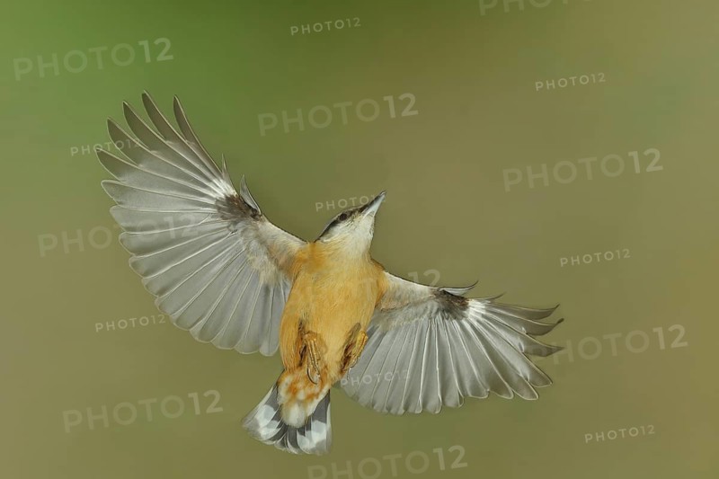 Eurasian Nuthatch (Sitta europaea) in flight, aerial photograph, high-speed aerial photograph, Wilnsdorf, North Rhine-Westphalia, Germany