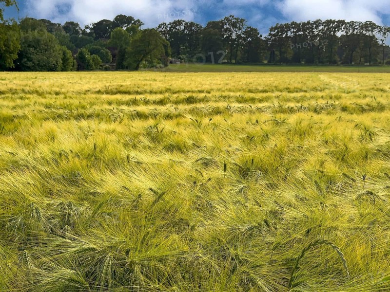 Barley (Hordeum vulgare) on a large field in the wind, plant species from the sweet grass family, Germany