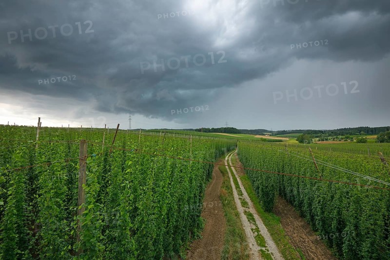 Horizontal wide-angle view of a dirt path winding through green hop fields under a dark, dramatic storm sky with heavy rain clouds. Hallertau, Bavaria, Germany