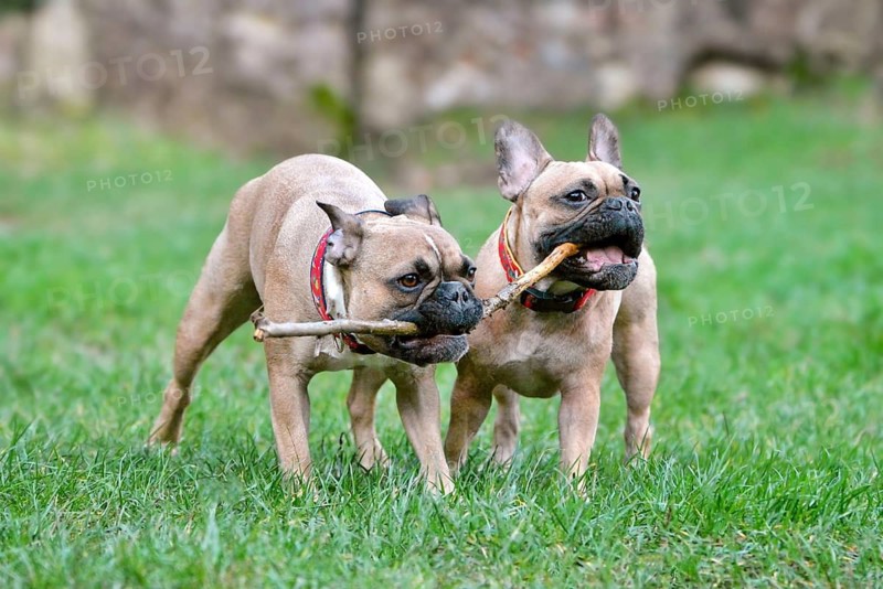 Two French Bulldog dogs playing outdoors with stick