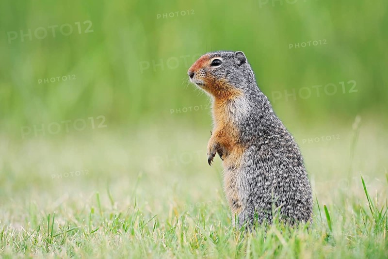 Columbia ground squirrel (Urocitellus columbianus, Spermophilus columbianus), Waterton Lakes National Park, Alberta, Canada