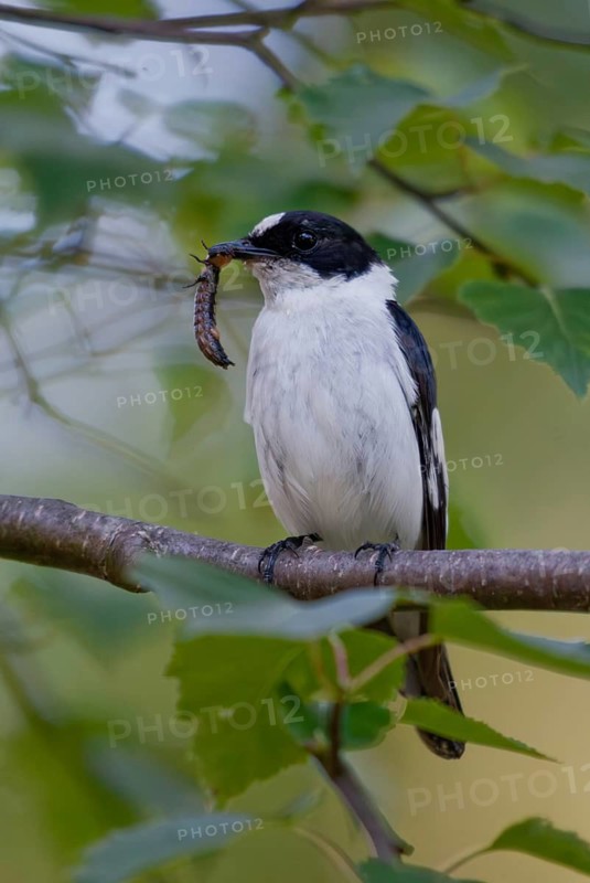 Collared flycatcher, ficedula albicollis, collared snapper, birds, high size, portrait format, passeri, songbirds, birds