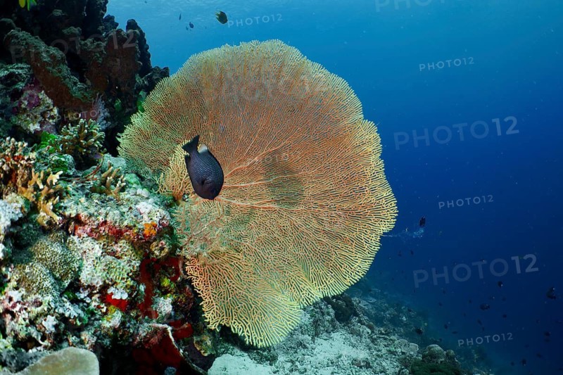 A large beige giant fan coral (Annella mollis) with a black fish on a reef, Coral Garden dive site, Menjangan, Bali, Indonesia
