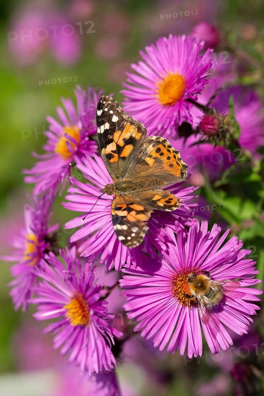 Cynthia Cardui, Painted Lady, Vanessa Cardui, Butterfly, High Size, Portrait, Insects, Butterflies, Butterflies, Butterflies