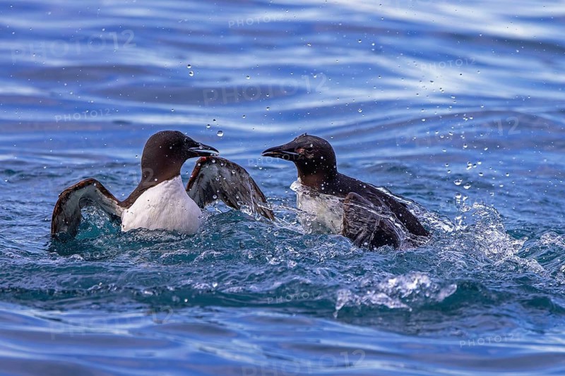 Two thick-billed murres, Brünnich's guillemots (Uria lomvia) adults fighting while swimming in the Arctic Ocean in summer at Svalbard, Spitsbergen