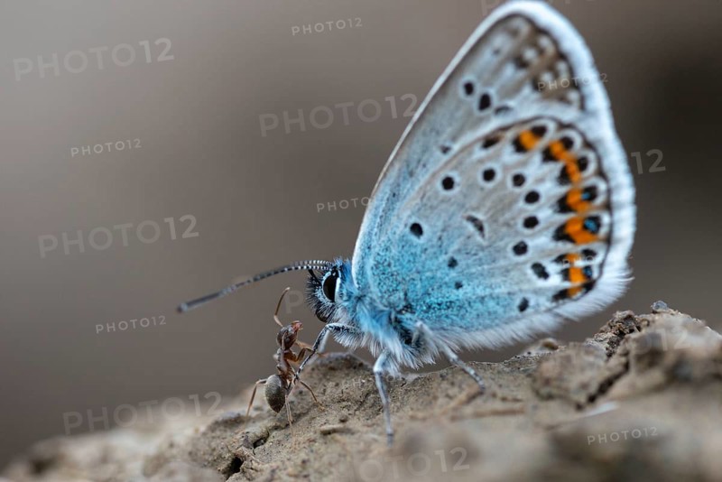 Argus blue, goatclover blue, plebeius argus, silver-studded blue, butterfly, insects, butterfly, butterflies
