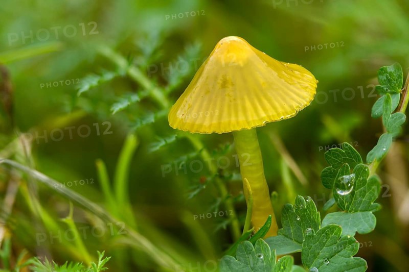 Hygrocybe glutinipes, sticky sapling, mucosal sapling, fungi, fungi, mushrooms