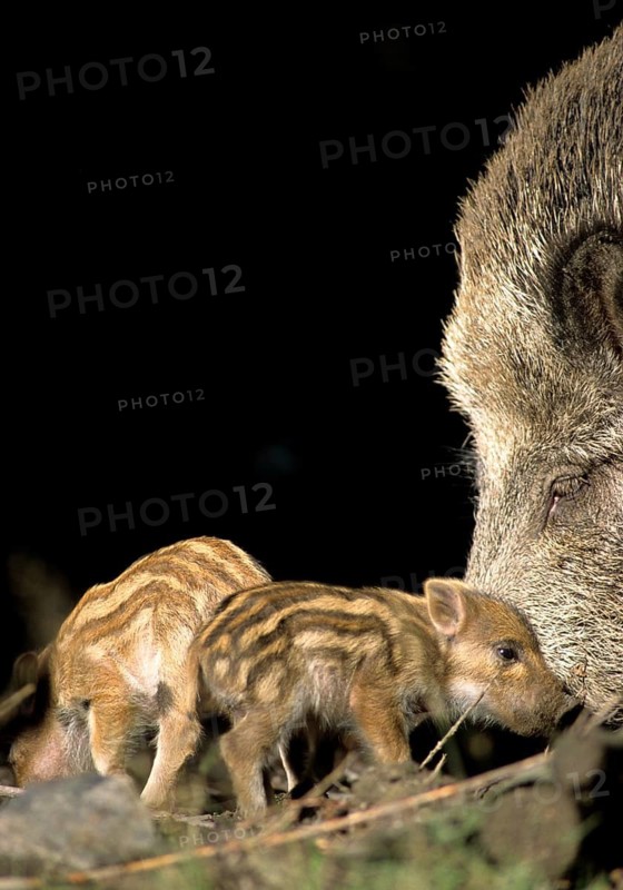 Artiodactyla, even-toed ungulate, cloven-hoofed, wild boar, wild boar, stream, female, newbie, adolescent, high size, portrait, juvenile, leo, mammals, mammals, mammals, female