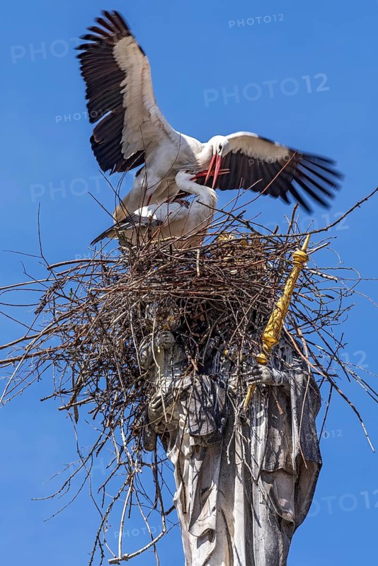A pair of storks, white stork, common stork (Ciconia ciconia), mating in a stork's nest made of twigs, nest, perched on a statue of the Virgin Mary holding a golden sceptre, Patrona Bavariae, historic Baroque Marian column, unique, amusing, curious, attraction, blue sky, Marienplatz, Old Town, Freising, Upper Bavaria, Bavaria, Germany