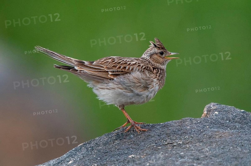 2010, Alauda Arvensis, Brandenburg, skylark, Germany, Nabu, national natural heritage, natural paradise Grünhaus, Skylark, post-mining landscape, birds, song, green house, passeri, singing, songbirds, birds