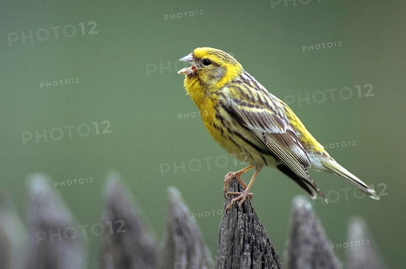 European Serin, serine, serinus serinus, birds, garden fence, song, male, passeri, singing, songbirds, birds