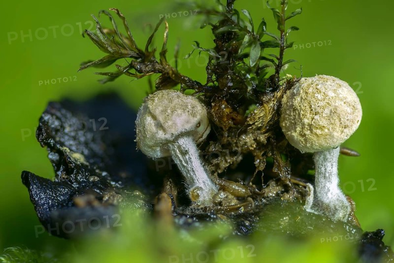 Asterophora lycoperdoides, sequential decomposer, Nyctalis asterophora, dusting hermaphrodite, fungus, fungi