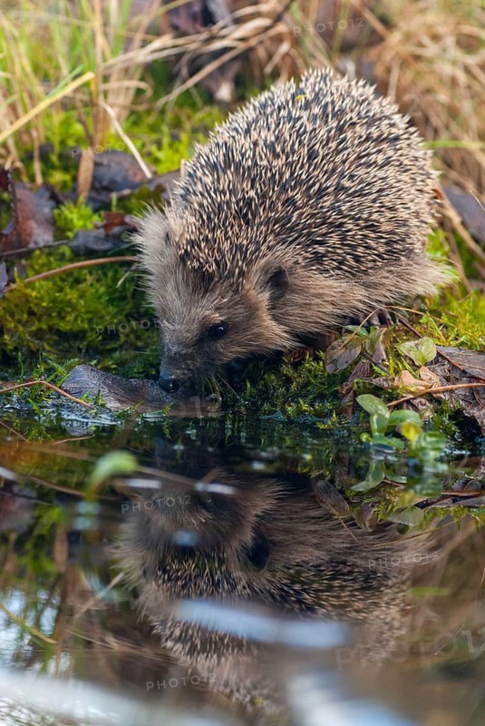 Erinaceus europaeus, hedgehog, insectivora, insectivora, insectivora, high size, portrait, mammals, prickly, mammals