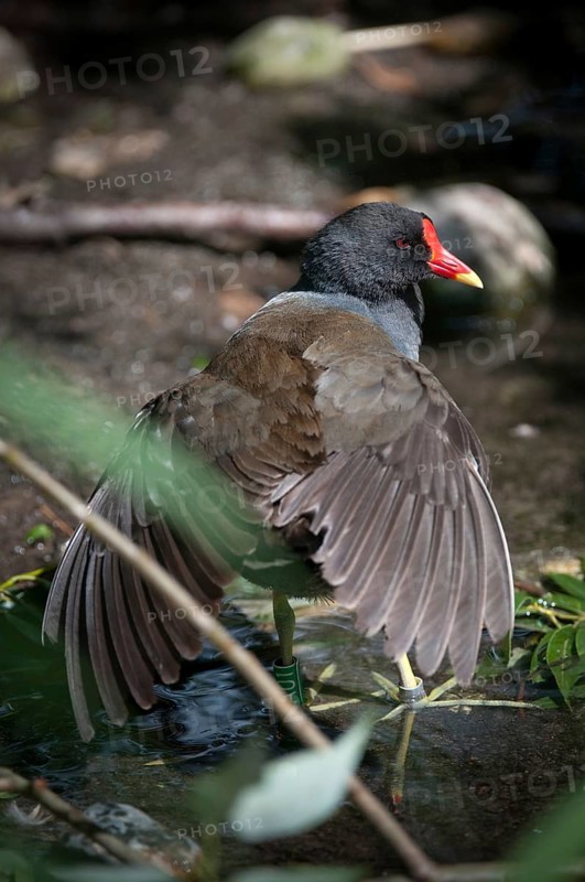 Gallinula chloropus, bogs, pond grouse, pond rail, birds, gruiformes, high size, portrait, crane birds, rails, railings, rallidae, swamp chicken, birds, waterbirds, waterbirds, waterbirds, waterbirds, waterbirds, waterhen