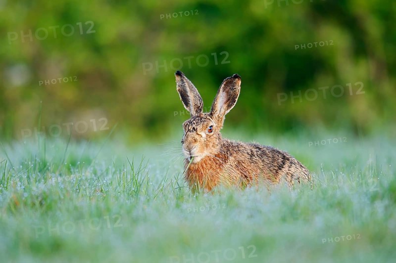 European hare (Lepus europaeus) sitting in a meadow and eating grasses, North Rhine-Westphalia, Germany
