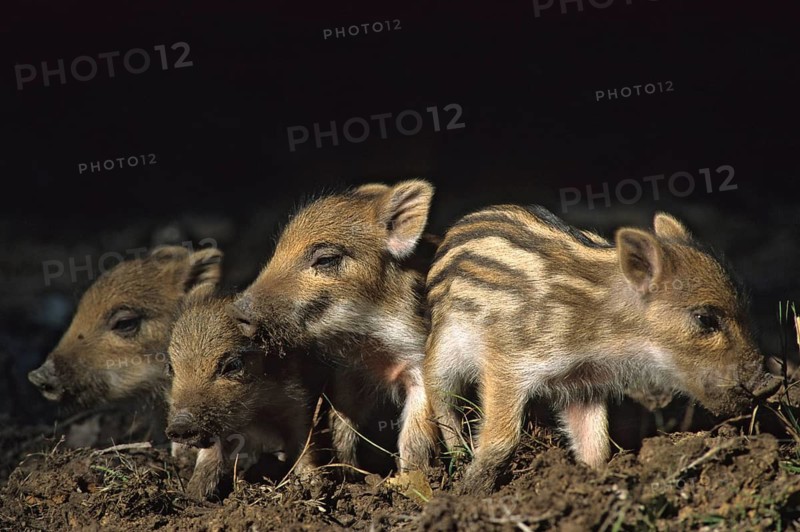 Artiodactyla, even-toed ungulate, cloven-hoofed, wild boar, sus scrofa, wild boar, newbie, adolescent, juvenile, leo, mammals, mammals