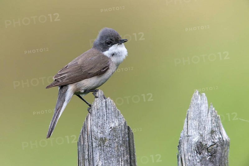 Rattleswarbler, Lesser Whitethroat, Sylvia Curruca, Birds, Garden, Garden Fence, Song, Passeri, Singing, Songbirds, Birds, Warbler
