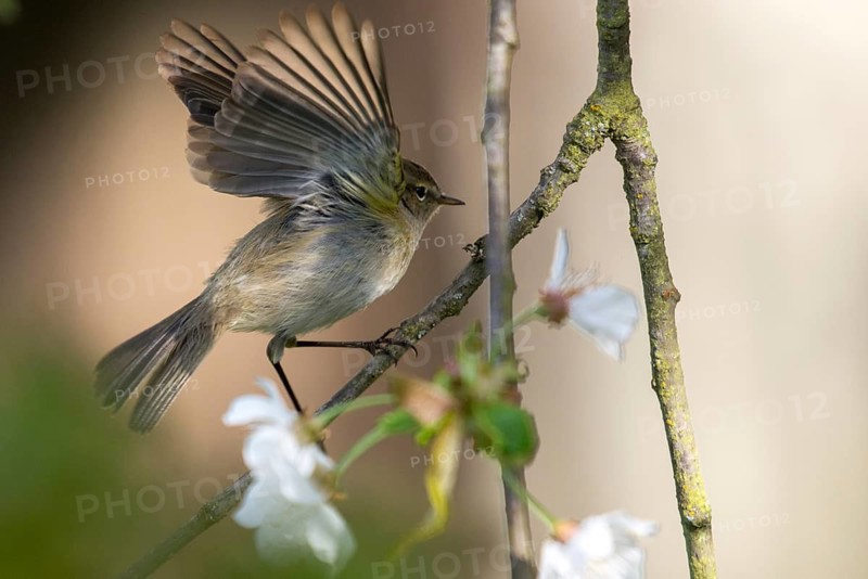 Chiffchaff, phylloscopus collybita, zilpzalp, birds, passeri, songbirds, birds