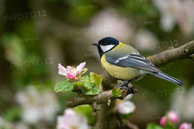 Great tit, great tit, fruit tree blossom, parus major, birds, spring, garden birds, tits, passeri, songbirds, song birds, spring, tits, birds