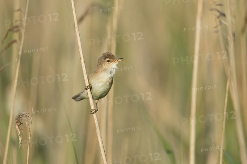Reed warbler (Acrocephalus scirpaceus) adult bird singing in a reedbed in spring, England, United Kingdom