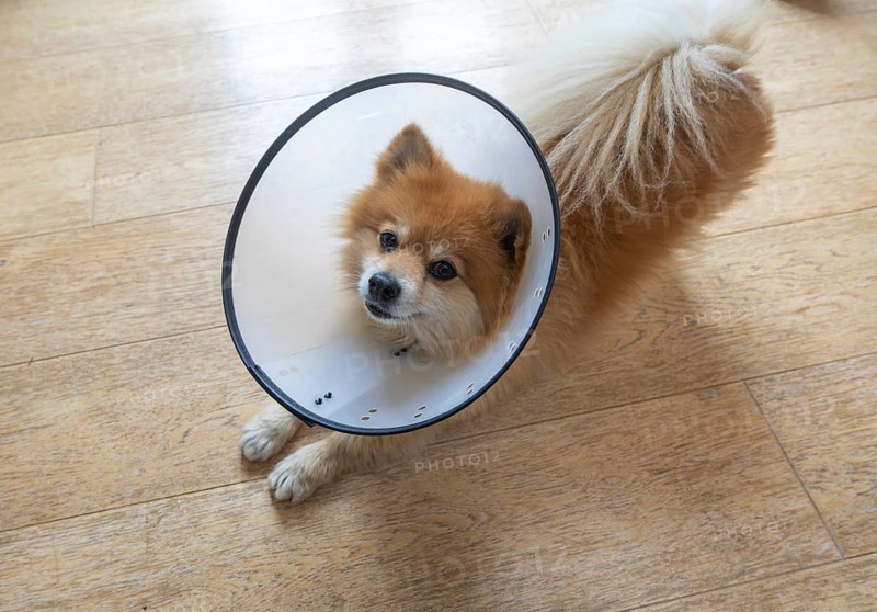Pomeranian pet dog wearing an Elizabethan collar