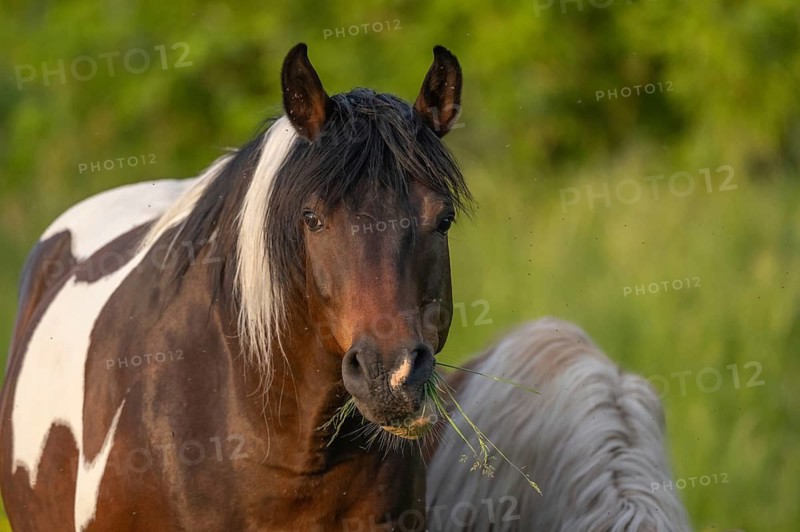 A brown horse with a white spot is standing in a field on a sunny day. He eats grass as he looks around. Lower Rhine Alsace, France
