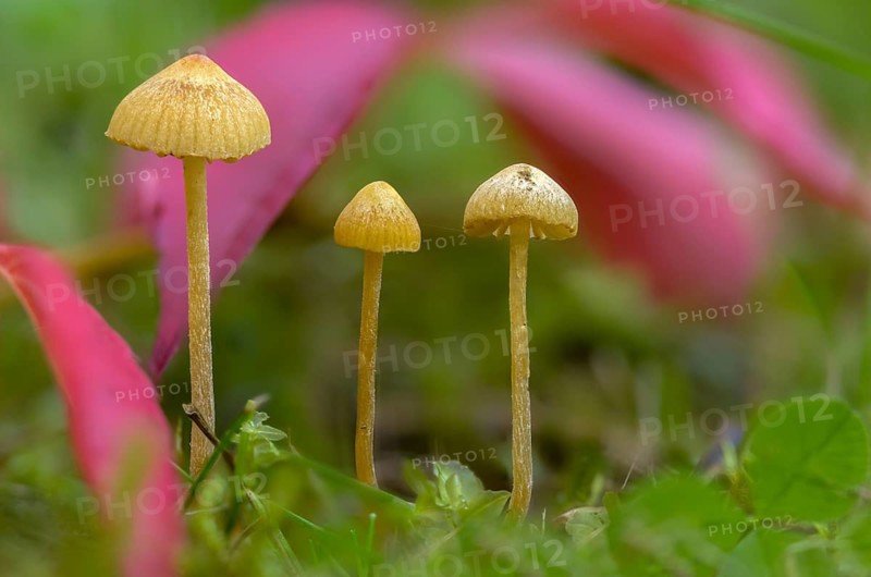 Conocybe cryptocystis, Conocybe digitalina, Conocybe subpubescens, Conocybe tetraspora, galera digitalina, long-stemmed velvet bonnet, fungi, fungi, mushrooms