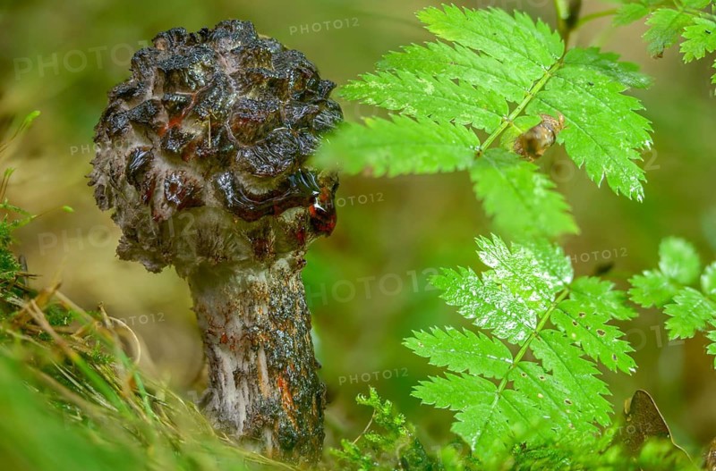 Black scaly bolete, Strobilomyces floccopus, Strobilomyces strobilaceus, strubble head, strubble head apprentice, the old man of the woods, fungi, fungus, mushrooms
