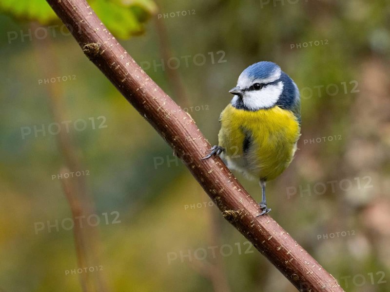 A blue tit sits on a branch, North Rhine-Westphalia, Germany