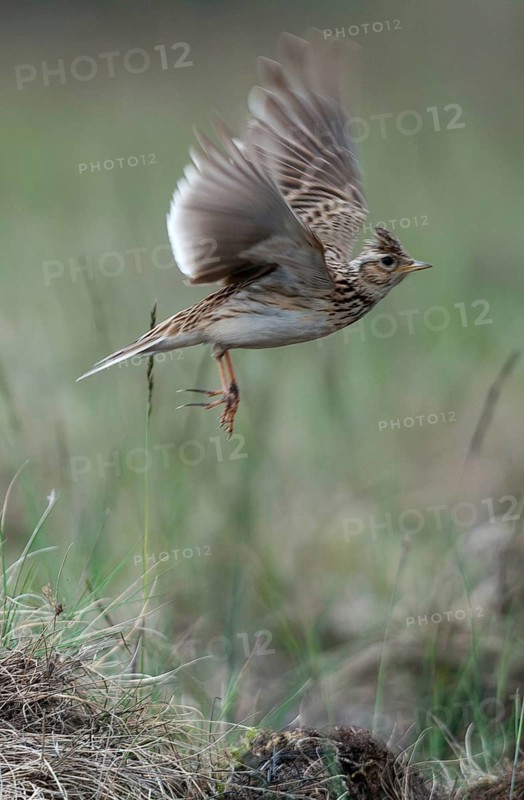 2010, Alauda Arvensis, Brandenburg, skylark, Germany, Nabu, national natural heritage, natural paradise Grünhaus, Skylark, post-mining landscape, birds, green house, high size, portrait format, passeri, songbirds, songbirds, birds