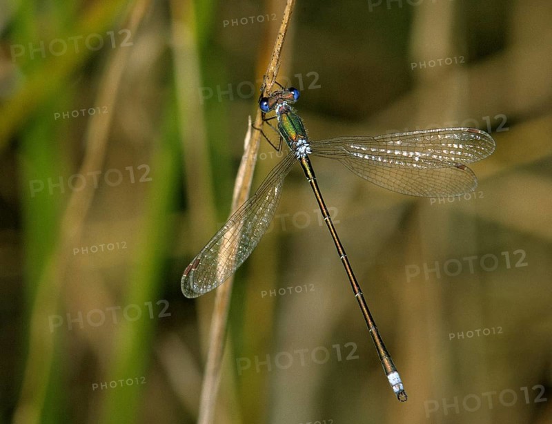 Little Truismaids, Lestes Virens, Small Spreadwing, Damselflies, Dragonflies, Insects, Leo, Dragonflies, Odonata, Zygoptera