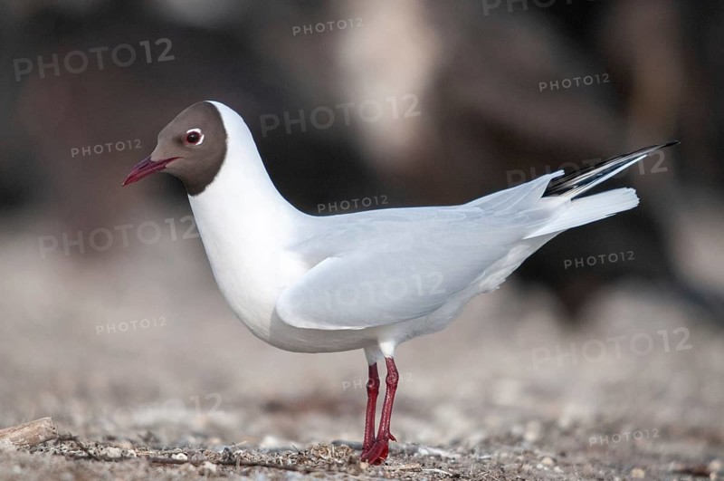 Black-headed gull, Chroicocephalus ridibundus, black-headed gull, Larus ridibundus, adult, birds, charadriiformes, adult, sexually mature, gulls, limicols, seagulls, birds
