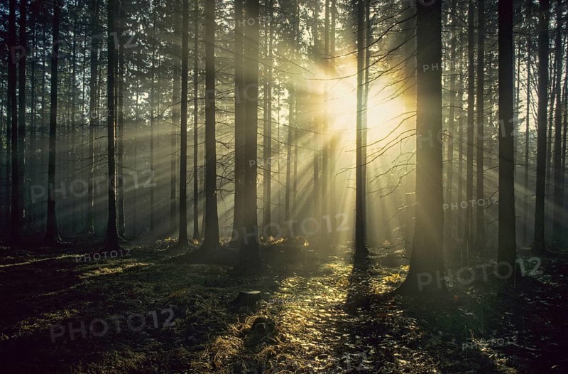 Pöllwitz forest, autumn, backlight, autumn, landscape, coniferous forest, forest, wood