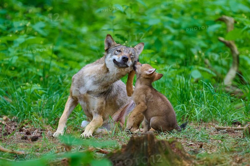 A wolf and a wolf cub play together in the forest, summer, wolf (Canis lupus), Germany
