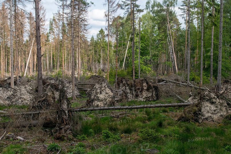 Bark beetles, intensive forestry, dead wood, forest damage, forest damage, forest death