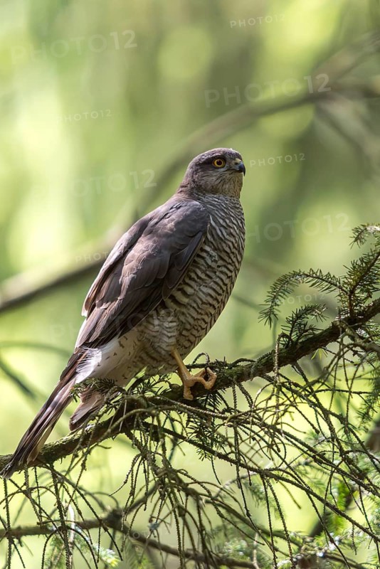 Accipiter Nisus, Accipitriformes, Sparrowhawk, Sparrowhawk, Birds of Prey, High Size, Portrait, Raptors, Birds