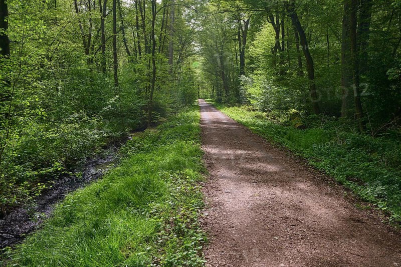 A quiet forest path, lined with trees, sunlight hits the path, spring, Bullau, Erlensee, Hanau, Hesse, Germany