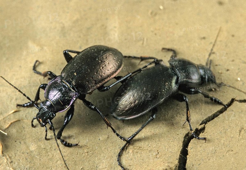 Bronze carabid, Carabus nemoralis, grouse beetles, beetles, insects, beetles