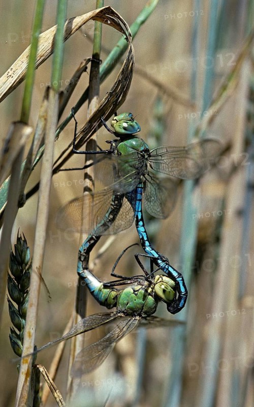 Anax Imperator, Blue Emperor, Emperor Dragonfly, Large Royal Libelle, Anisoptera, Couple, Damselflies, Dragonflies, Female, High Size, Portrait Format, Insects, Leo, Dragonflies, Male, Mating Wheel, Male, Odonata, Mating Wheel, Female