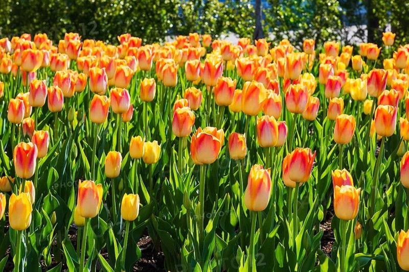 Bed of backlit single cup shaped orange and yellow Tulipa - Tulip flowers in spring, Quebec, Canada