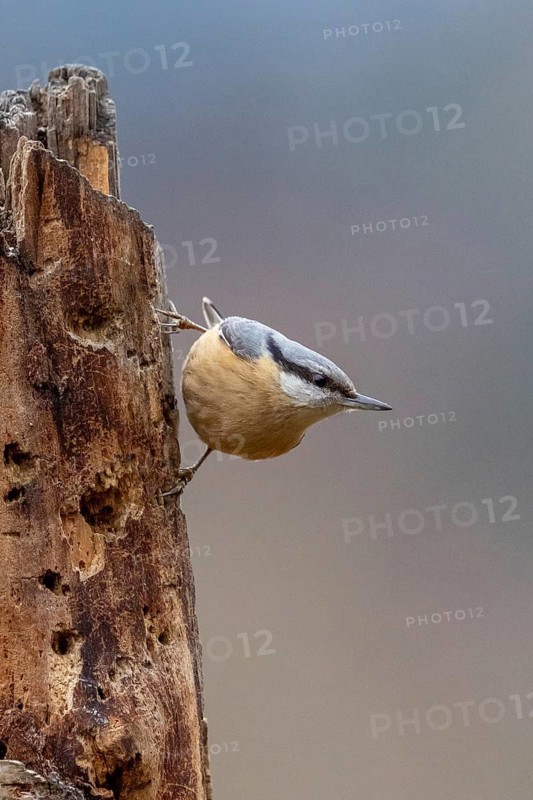 A nuthatch climbs up a tree trunk in a natural setting with a soft background, nuthatch (Sitta europaea), an adult bird running down a tree trunk, wildlife, animals, birds, Baden-Württemberg, Germany
